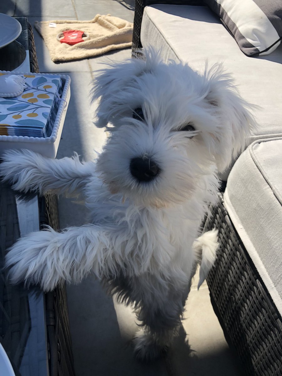 beckmurphyy's tweet photo. @cchloelizabeth2 Jasper 🥺 https://t.co/RhJpD3qXhB