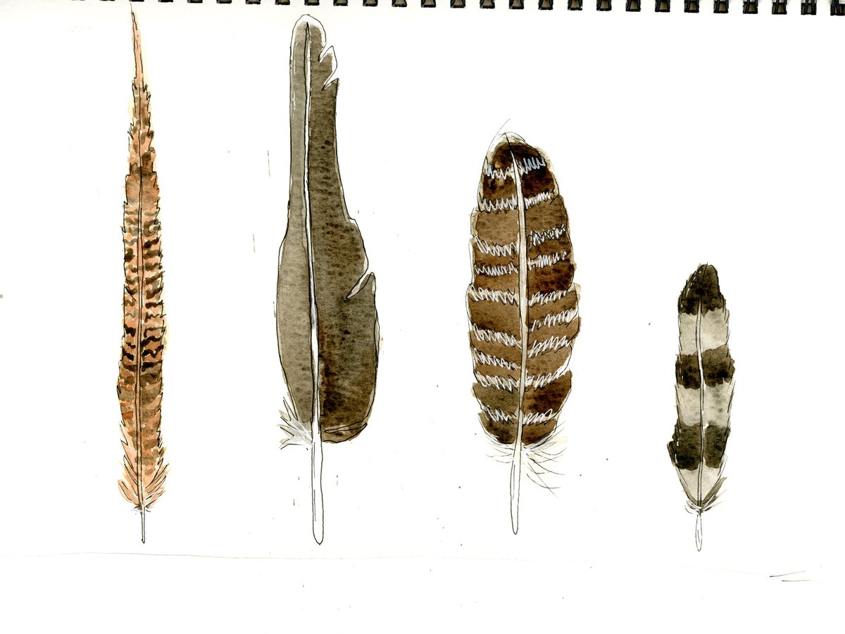 How about drawing feathers for  #DrawABird day? Start small and work up to a bigger project? You could draw feathers you find lying on the ground or use reference materials as guides!