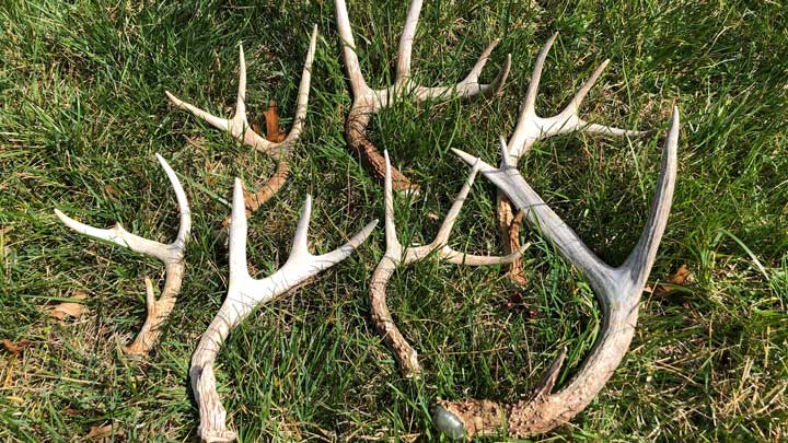 HuntersLead's tweet photo. "What Hunters Can Do During Coronavirus Quarantine: Here’s a to-do list for hunters who find they have extra time on their hands." #HuntersLead #shedhunt #cleanguns #onlinehunteredu #GISnetworks #GoogleEarth #turkeycalling #huntingdogs #PeterChurchbourne—https://t.co/YjprvxFRDi— https://t.co/yDqdtm1sPL