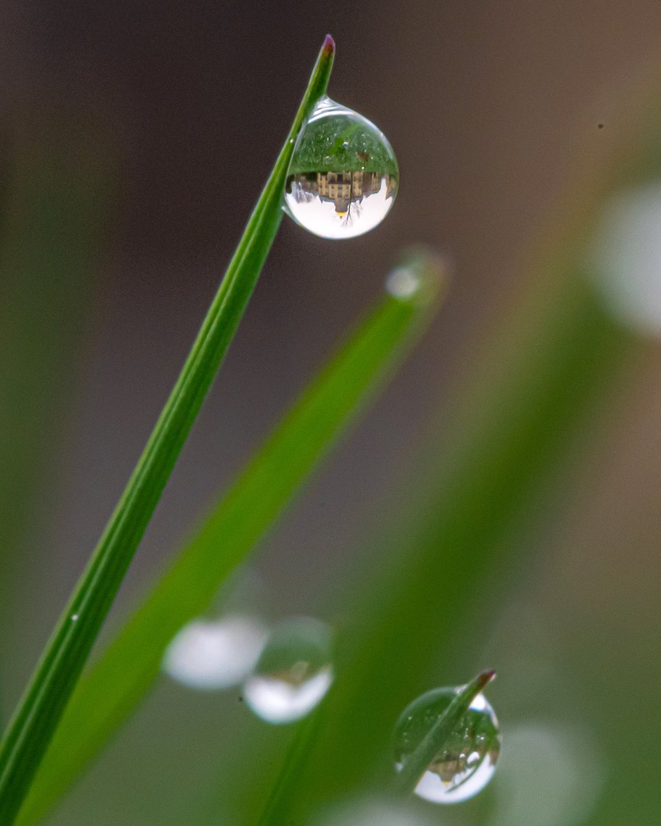 mattcashore's tweet image. #APhotoADay 23/? What "dew" you think of this one?