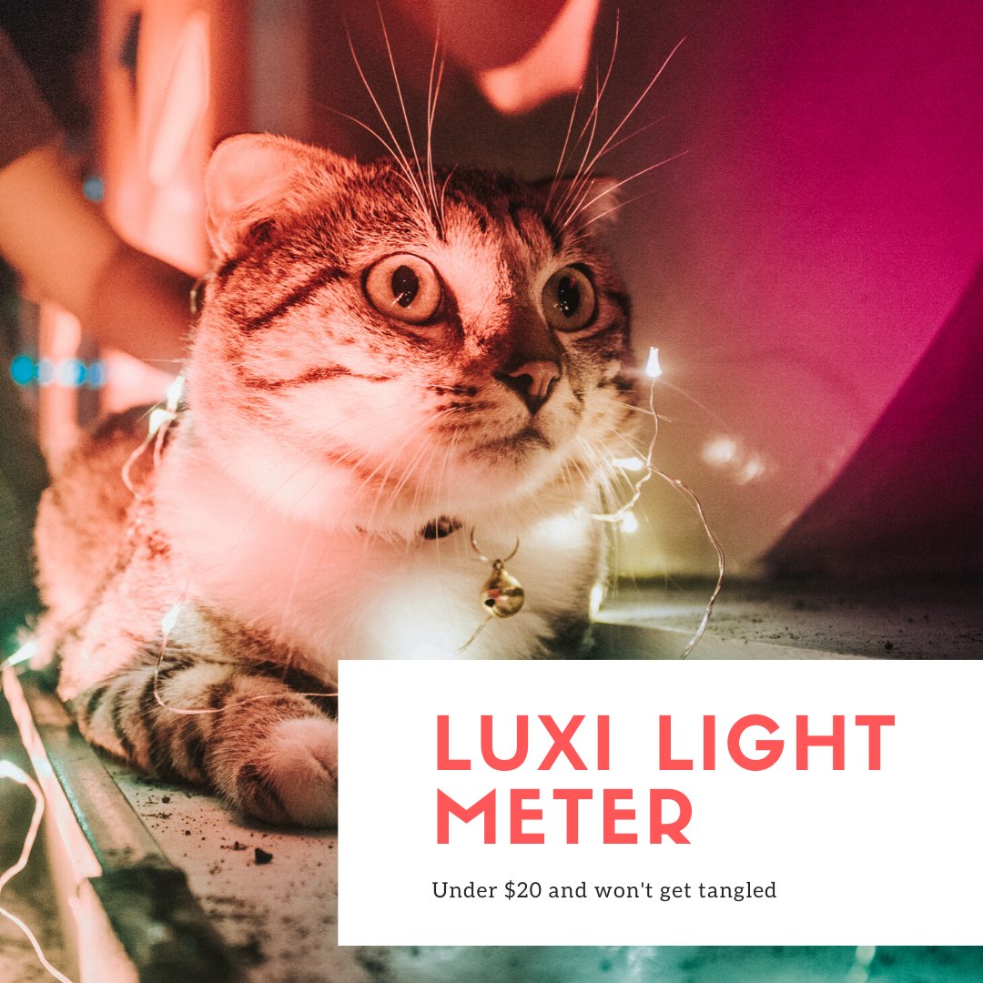 Luxi tweet media