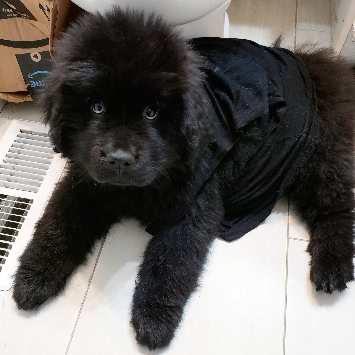 bigbeauthebear's tweet photo. What @amazon package!? 👀 https://t.co/uE76LIBR6V