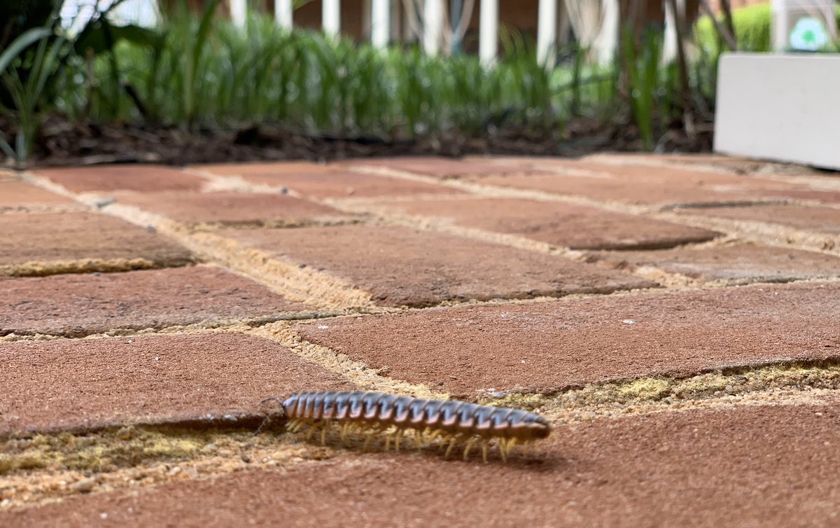 Paradise Activities in Williamsburg tweet media