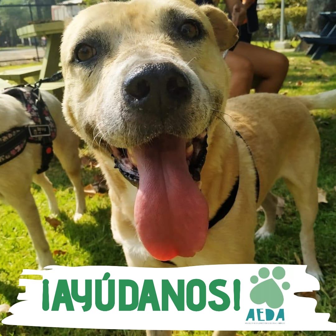 AEDA (@grupoaeda) on Twitter photo 