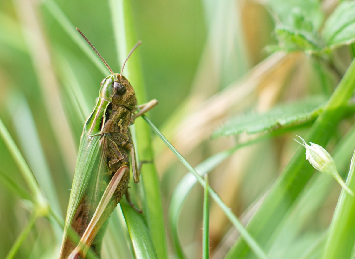 MHillPhotograph's tweet photo. My next photo from @dalby_forest is this close up shot of a grasshopper which I found in #dovedale; the valley you drop into when you return from the #bridestones 

#macrophotography #closeupphotography #nikond7200 @ForestryEngland @nationaltrust @northyorkmoors https://t.co/mYfknWN5WC