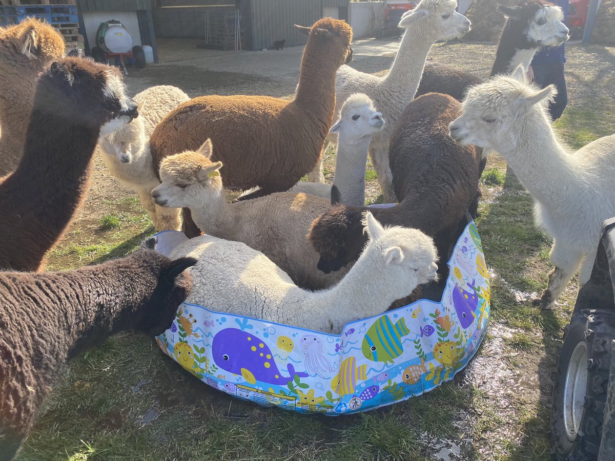 BarnacreAlpacas's tweet photo. How many alpacas can you fit in a paddling pool?! https://t.co/PLMH0lkQ3U