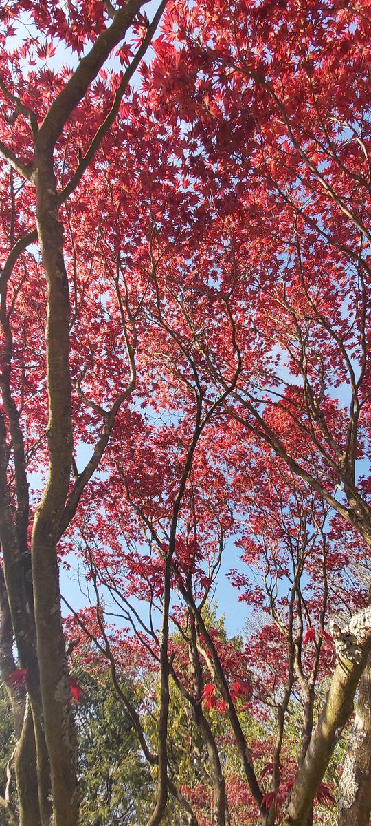 The Japanese Maple's are looking fantastic at the moment in our Italianate Garden. Did you know that the botanical name is Acer palmatum. Acer meaning sharp and palmatum meaning hand-like, referring to the shape of the leaves. Today they are really glowing in the sunshine! 🍁🌞