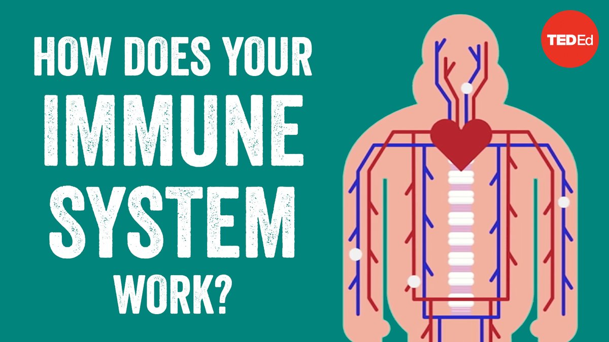 TED_ED's tweet photo. Without your immune system, you’d be exposed to billions of bacteria, viruses, and toxins that could make something as minor as a paper cut or a seasonal cold fatal. 

Here's how it works: https://t.co/wjKTQVqNaK https://t.co/jmTAdUnIEP