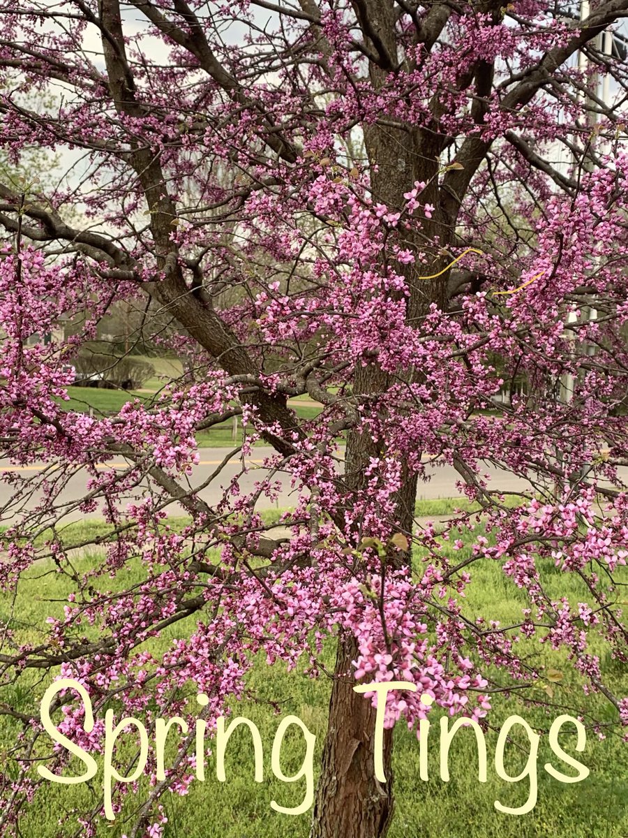 Thought I'd bless you all with a pic of my tree; It seems to be so serene since we are all #indahouse Be lovely today!  #everyonecancreate #hbcuc2 #ceileadandlearn ⁦<a href="/TSUedu/">Tennessee State University</a>⁩ ⁦<a href="/tsusmartcenter/">TSU SMART Center</a>⁩