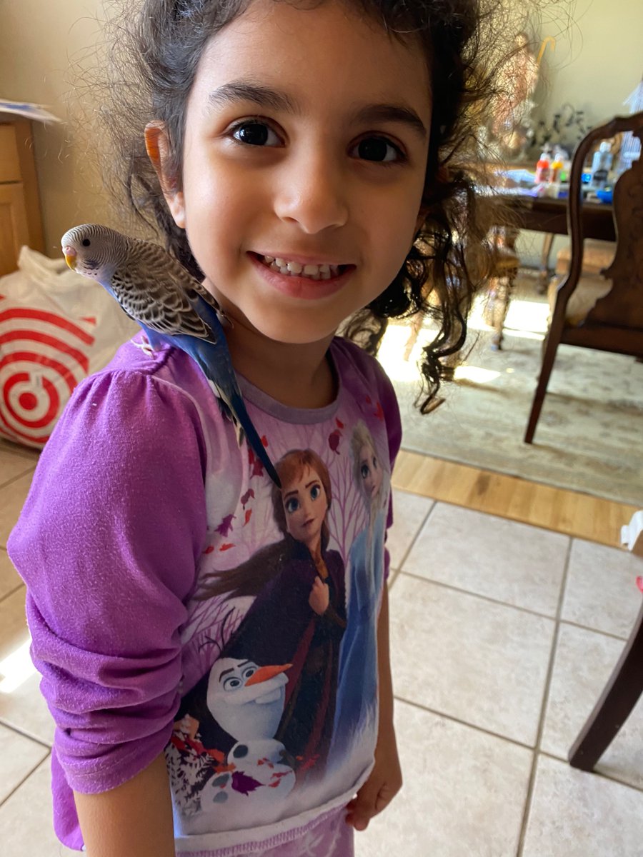 middleatlantic's tweet photo. Ramy Ayad sent in this pic. "This is the bird that my co-workers kept hearing in the meetings. (I learned to tune it out obviously they didn’t). The bird's name is Alyssa. My daughter’s name is Cecilia." #LegrandAV #PetsofAV #WFH https://t.co/CDkBPIGKb8