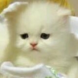 ˙ᵜ˙ tweet media