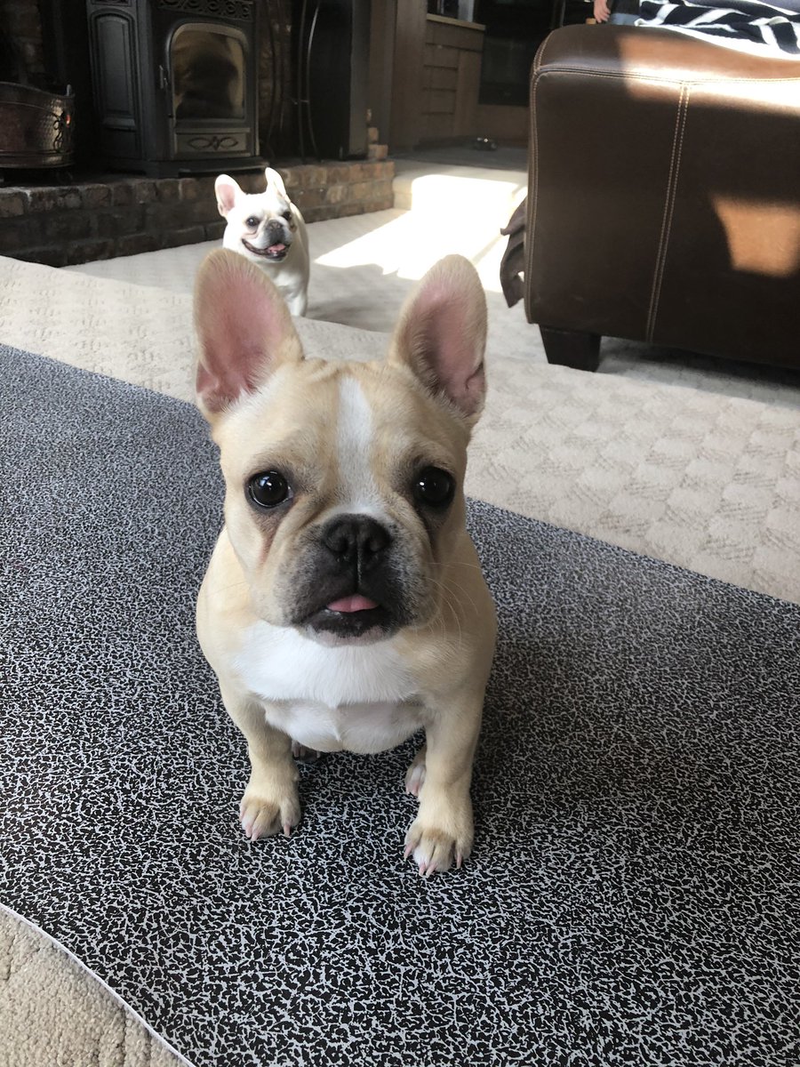 BodnarPrincipal's tweet photo. Someone is impatiently waiting for yoga to start.  @hotyogahut LIVE daily at noon on #instagram for all needing to de-stress. #yoga #YogaDuringLockDown #frenchie #frenchbulldog #puppy #coronavirus #lockdowneffect https://t.co/7uKm4vbPV6