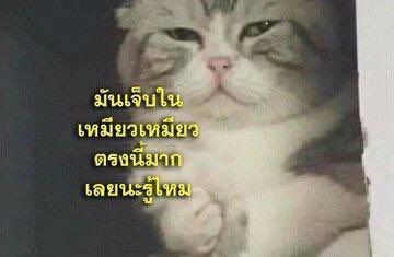 httpgenx (closed) tweet media