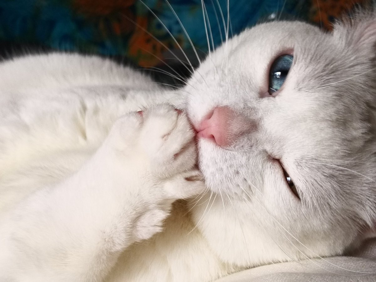 Os dejo unas fotos de Gandalf limpiandose por si estáis tristes o algo ❤️