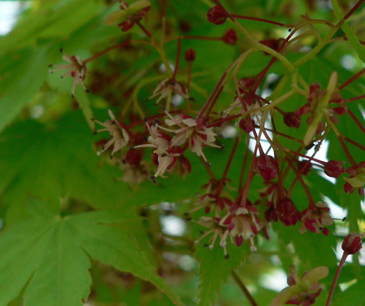 こころんグリーン イロハモミジの花です モミジに花が咲くとは思っていませんでした 新緑の葉っぱだけでも凄く綺麗ですが その下には小さな花が咲いているとは思いませんでした イロハモミジ 花 新緑 小さな花 春 春の花 園芸 ガーデニング