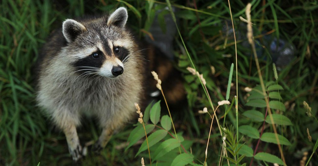 PopSci's tweet photo. Rabid animals don't always foam at the mouth—here's what to look out for instead https://t.co/4qtGAeP0nU https://t.co/R1i0Btse0q