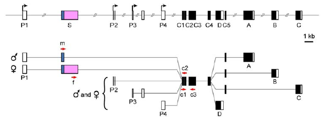 fruitless (fru) is a super complex gene with many splice variants, but the P1 transcript seemed to be key for the courtship function of fru. fru exists in a male splice variant which encodes a protein expressed in neurons and a female splice variant without a protein.