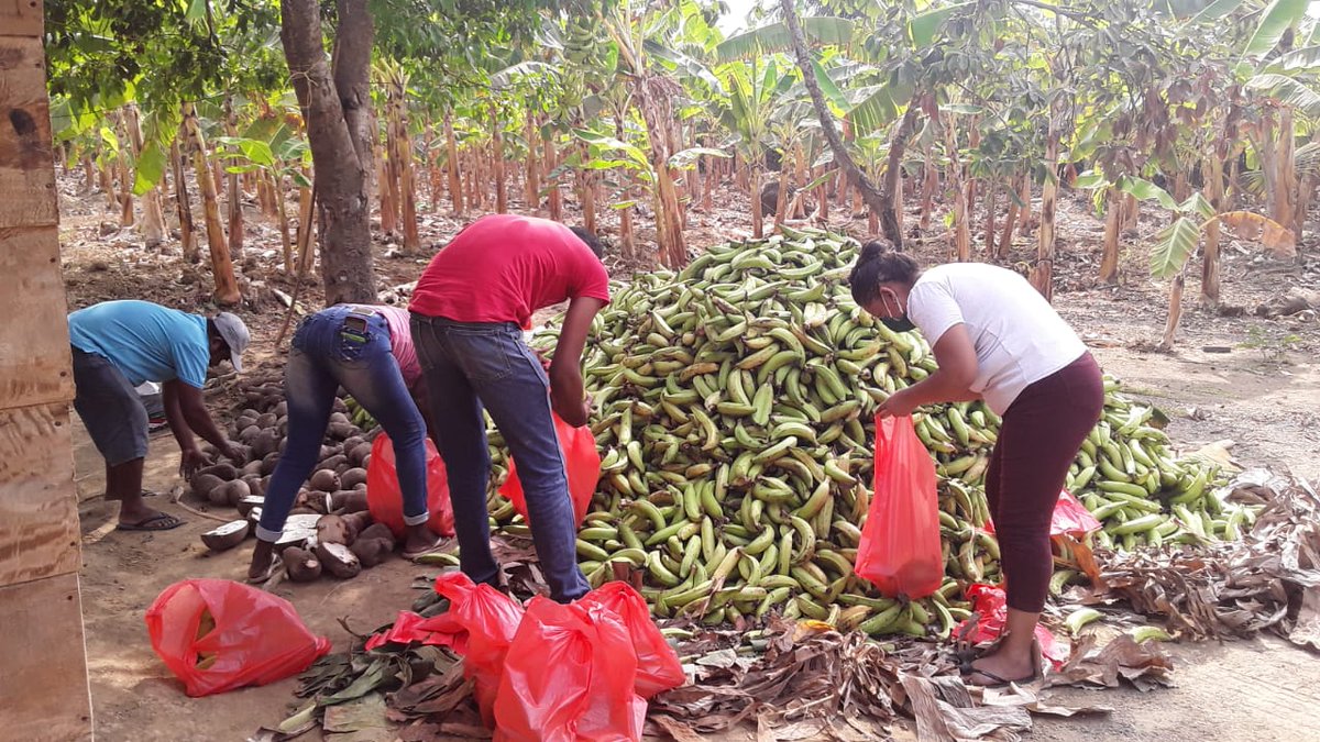 asoagrocord's tweet photo. Segunda face de la CAMPAÑA   
Denominada #MoñitosSolidaria Agradecemos a Nuestros #Donantes de #platano_Yuca_y_Ñame #waimarPetro #ElFiro #JorgeVillalbaMartinez #EdwinMartínez
#EdgardoEscobar
#JerónimoHernandez
#JoséGregorioLópez
Entre otros
@alcaldiamonit 
#ElCampoNosUne
 GRACIAS https://t.co/ap8AKr6PqQ