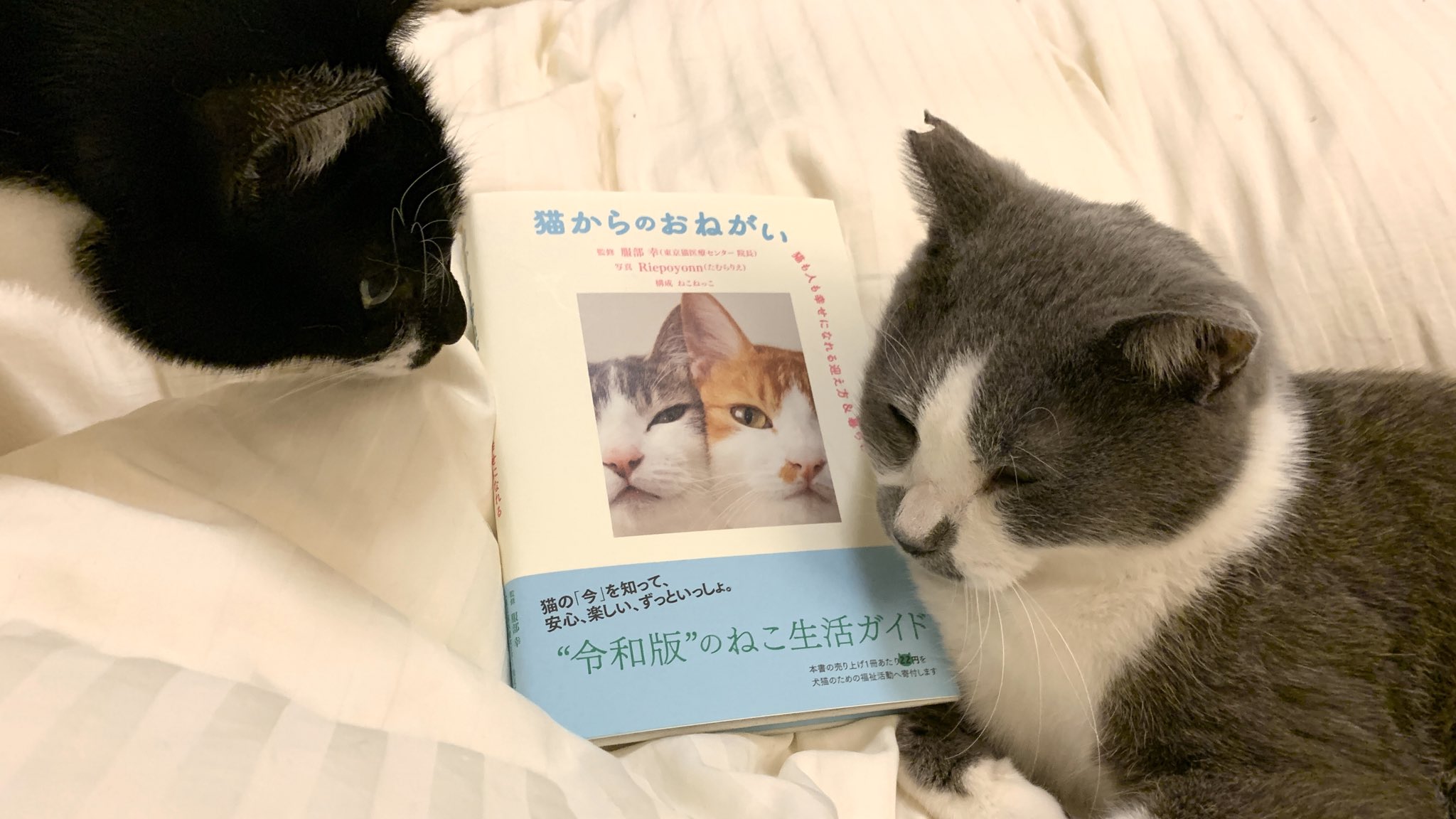 くまお On Twitter 猫からのおねがい 届きました と暮らしている方にも これからネコと暮らす方にも オススメの本 ハウツー本よりも詳しく分かりやすく書かれていて 何より新しい情報が詰まってます けっこう猫知ってる という