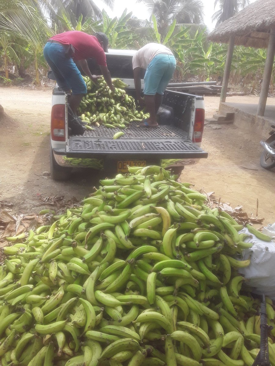 asoagrocord's tweet photo. Segunda face de la CAMPAÑA   
Denominada #MoñitosSolidaria Agradecemos a Nuestros #Donantes de #platano_Yuca_y_Ñame #waimarPetro #ElFiro #JorgeVillalbaMartinez #EdwinMartínez
#EdgardoEscobar
#JerónimoHernandez
#JoséGregorioLópez
Entre otros
@alcaldiamonit 
#ElCampoNosUne
 GRACIAS https://t.co/ap8AKr6PqQ