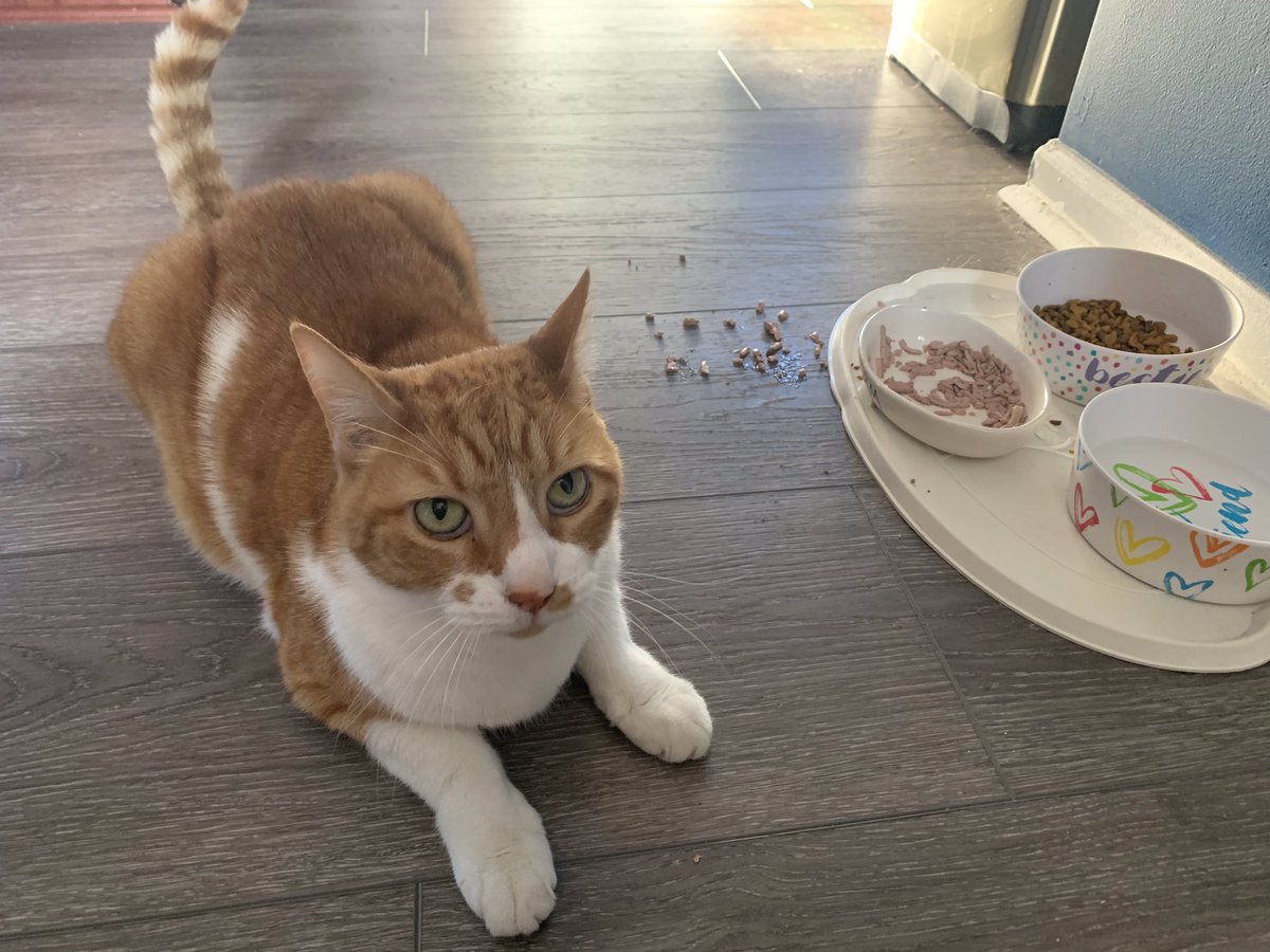 cimaszewski's tweet photo. This is #MIPS the cat. Today marks 15 years of us being coworkers. He’s a bit of a slob, but he’s pretty good at chasing bugs. Apply at @A_INQ to see the antics of other #petsunderlockdown via video chat! #remotework #workSomewhereAwesome #GeekyPetNames https://t.co/RDPtDLwdoV