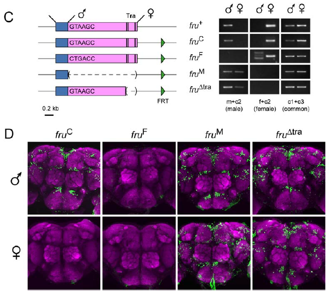 Ebru Demir, a graduate student in the lab set out to engineer flies in which the splicing of fru was altered so that males would either only express the female (fruF) form or the females would only express the male form (fruM). This was a heroic effort! And it worked!