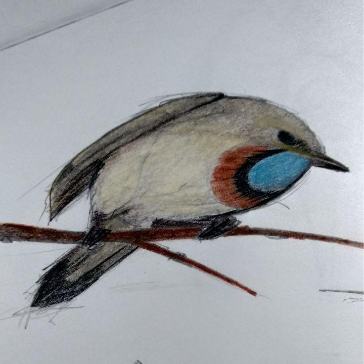 LaBaldon's tweet photo. bluethroat (Luscinia svecica)
#ArtistOnTwitter #arteinquarantena #art #birds #ornit
#draw #drawing #coloredpencil #sketchbook #sketch https://t.co/wFS9XzMdpn