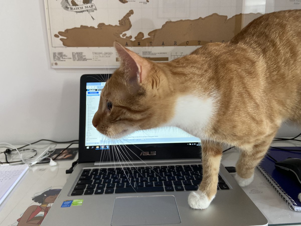 Petit moment de bonheur : ce chat vient de débarquer chez moi en passant par le balcon. Il visite. Aucun voisin ne le connaît. #confinementjour23
