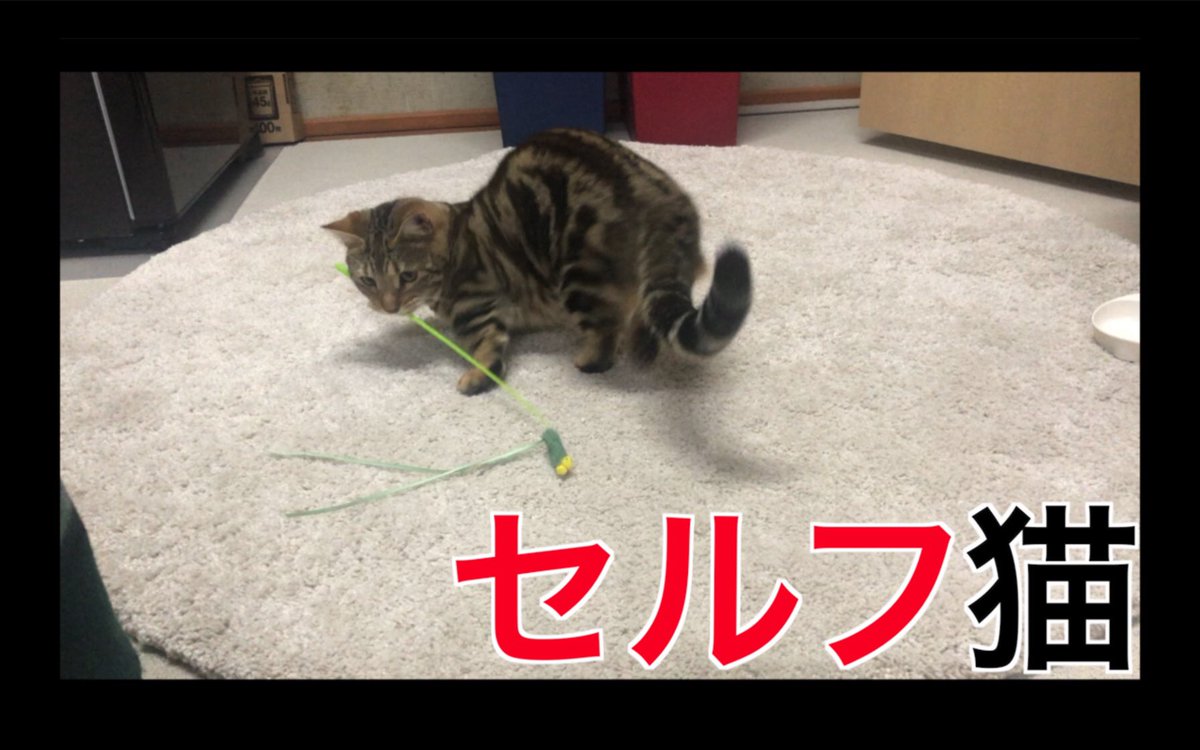 myMeroypQtYuTyR's tweet photo. 猫とまったりしてたら、セルフでトンボ君と・・・ 

YouTube▶️https://t.co/UFaaxOEPPQ 

#猫
#猫好き
#猫好きさんと繋がりたい
#猫のいる暮らし　
#マンチカン
#ベンガル
#ジェネッタ
#猫動画
#cat
#munchkin
#bengal
#jenetta https://t.co/J32ta9OyFu
