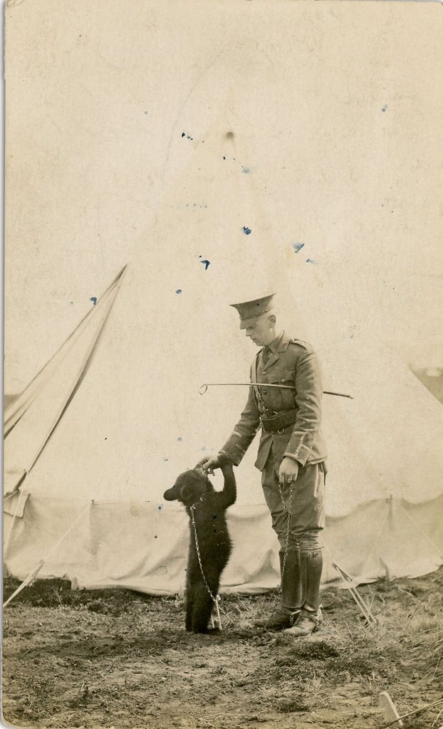 Winnipeg the bear was a Canadian mascot that was given to London Zoo as the prospect for facing the Germans was dangerous enough without heavily toothed/clawed bear. It became a favourite of Christopher Robin who named his Teddy after it… #SPTAarchaeology #WinniethePooh