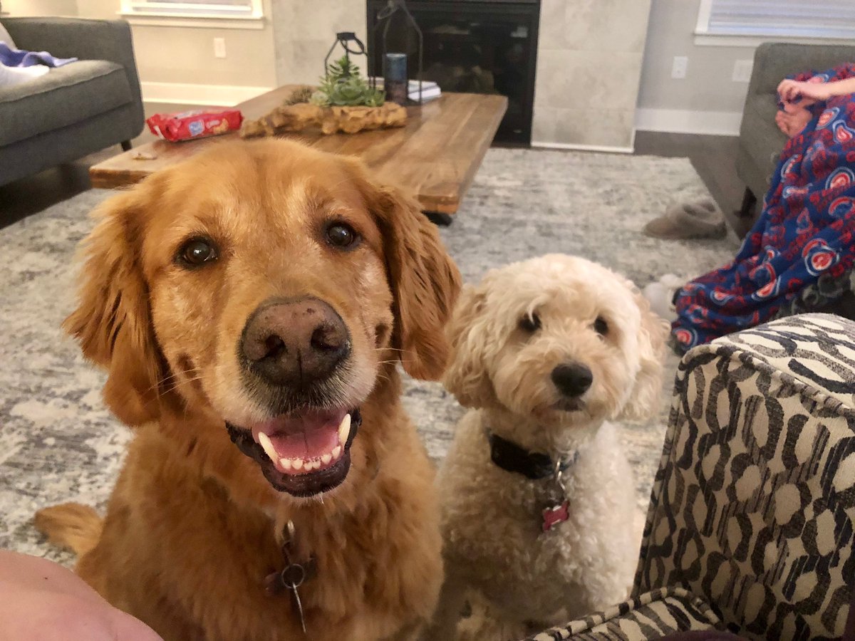 tracy_miller1's tweet photo. @AndreaWTHR @WTHRcom Maddie and Bailey waiting for my Webex to be over so they can go for a walk! https://t.co/Bpcc2HIFWW