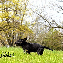 nyshelterpets's tweet photo. πΎ Help #STUBBLES ! #dogsoftwitter He needs your help! #adoptdontshop π https://t.co/IYcDEBOZCA https://t.co/tsjSKZTBiv