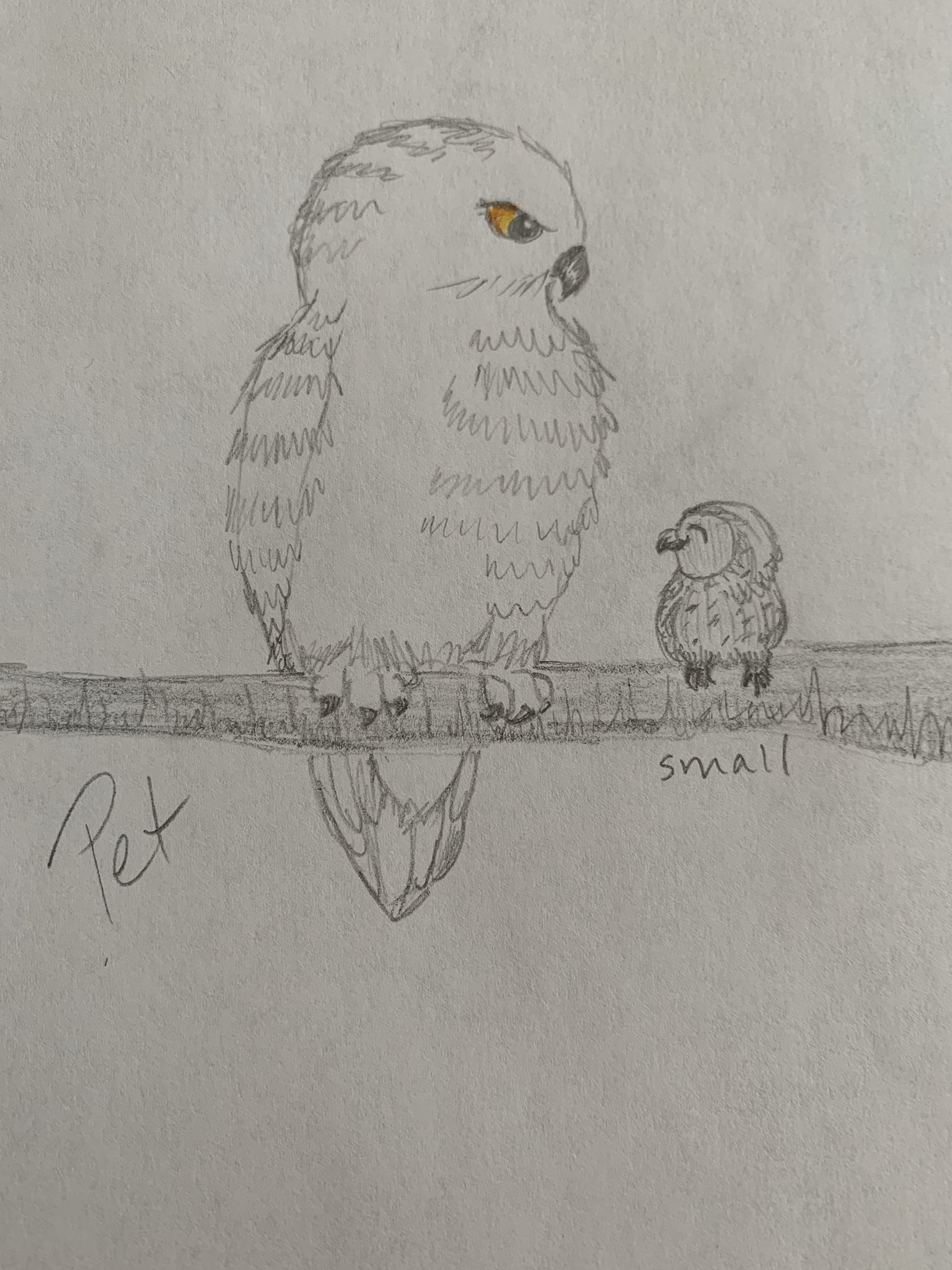 Drawing Snowy OWL | Easy DrawingTutorial - YouTube