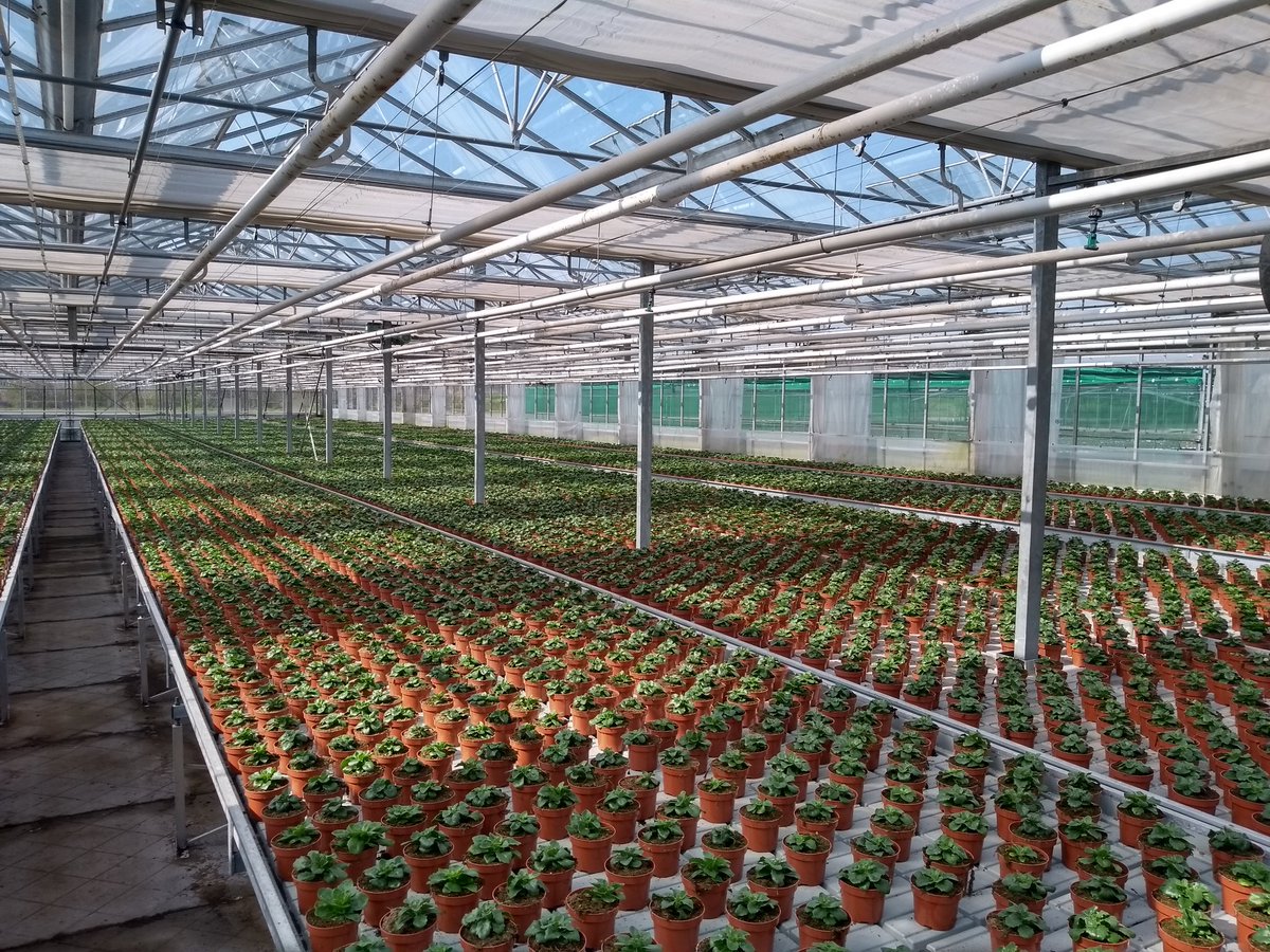 JongPlant's tweet photo. Cineraria eruit, SpaanseMargrieten erin!! Nieuwe ronde, nieuwe kansen!! https://t.co/2vpOPkRz5N