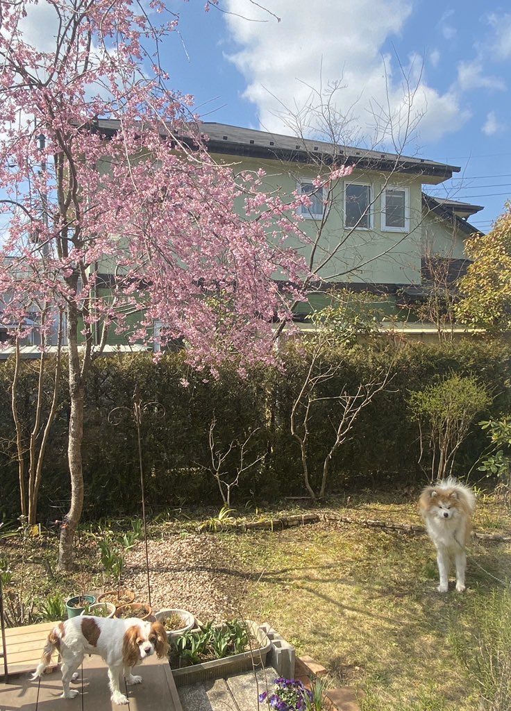 のぶ 39歳 Takaさん お疲れ様です 実は 新築の庭の一角に桜の木を植えたいんです で 花見をするのが夢なんです でも 桜の木は難しいよって言われて 難しいですか のぶ 39歳 Takaさん お疲れ様です 実は 新築の庭の一角に桜の木を植えたいんです で 花見をするのが夢なんです でも 桜の木は難しいよって言われて 難しいですか