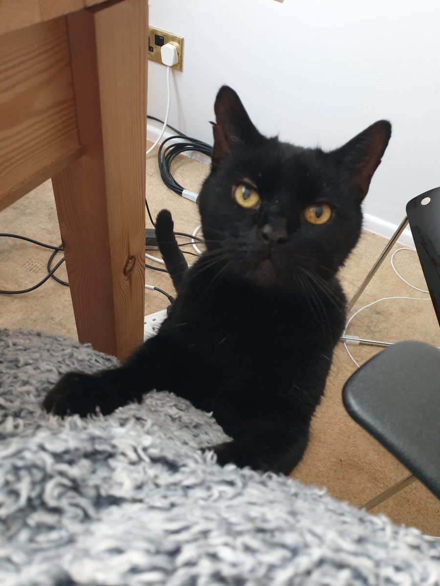 Lisa27Hall's tweet photo. @rainbowlollies Jasper is the same! He seems to think that working from home means I'm there to be his human slave! https://t.co/VpHE24UbW1
