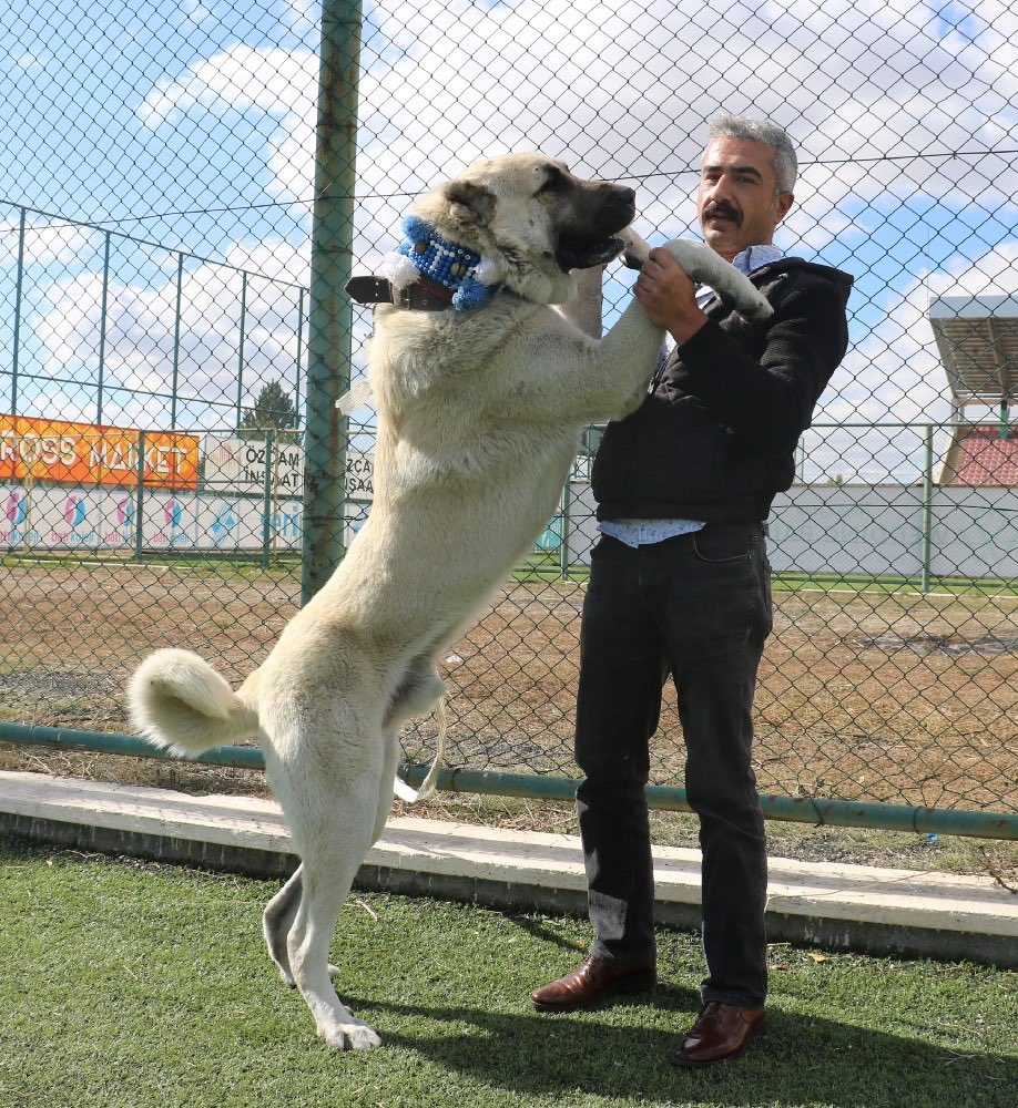 muhalfiktdar Thanks @muhalfiktdarfor the photo! Kangal Shepherd Dog is an  incredible sheep protection dog, not a herding dog, but rather a flock  guardian that lives to actively fend off predators like wolves,, image size:918x1000