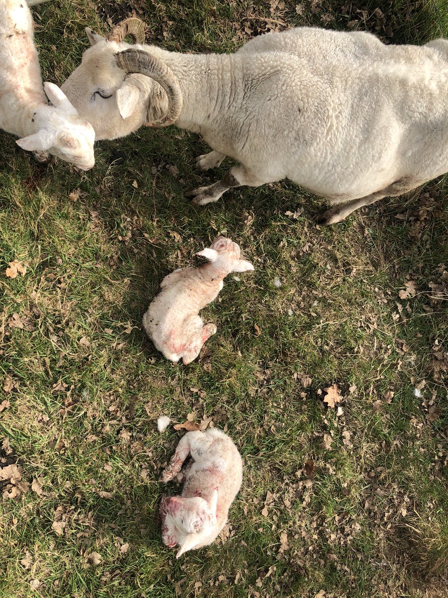 Wiltshire_lambs's tweet photo. Massive set of triplet #wiltshirehorn lambs. Some intervention needed but all ok now. #Wiltshire #Lockeridge https://t.co/GsVuMLyD5K