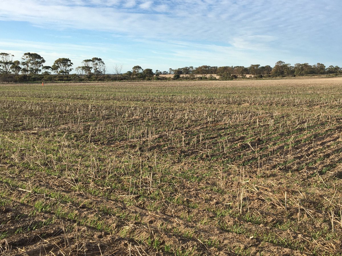 South East Agronomy early sown (17th March) wheat up and going on deep ripped country with only 3mm rain since sowing - At this rate wont be long before first N top up! TOS 2 planned for early next week