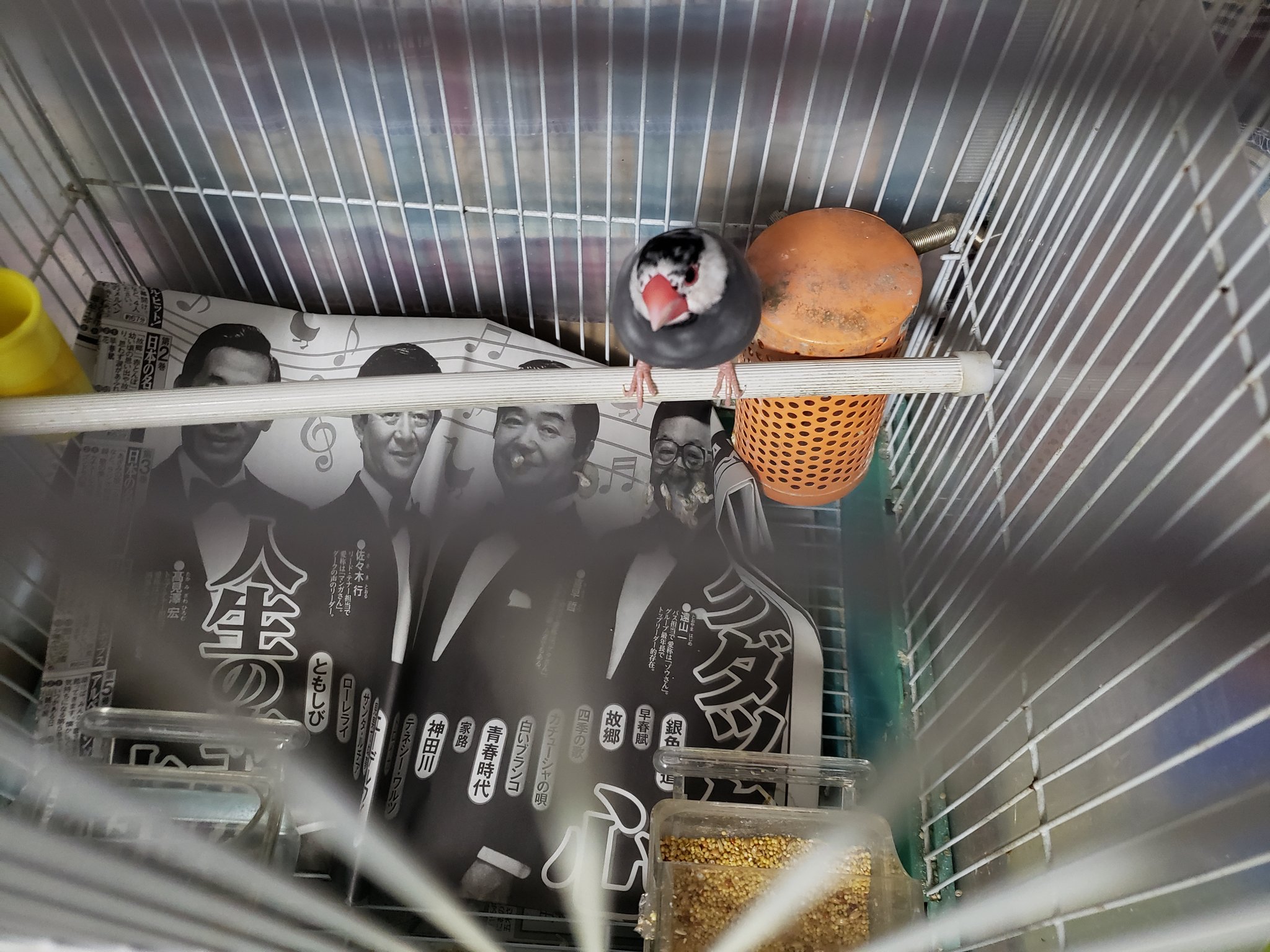 文鳥 In お食事中の方 すみません 家の文鳥が した場所 面白すぎて笑ってしまいましたw 口目掛けて大便をする文鳥 面白い 文鳥 おうち時間 Stayhome Bird Javasparrow 鳥 おもしろ画像