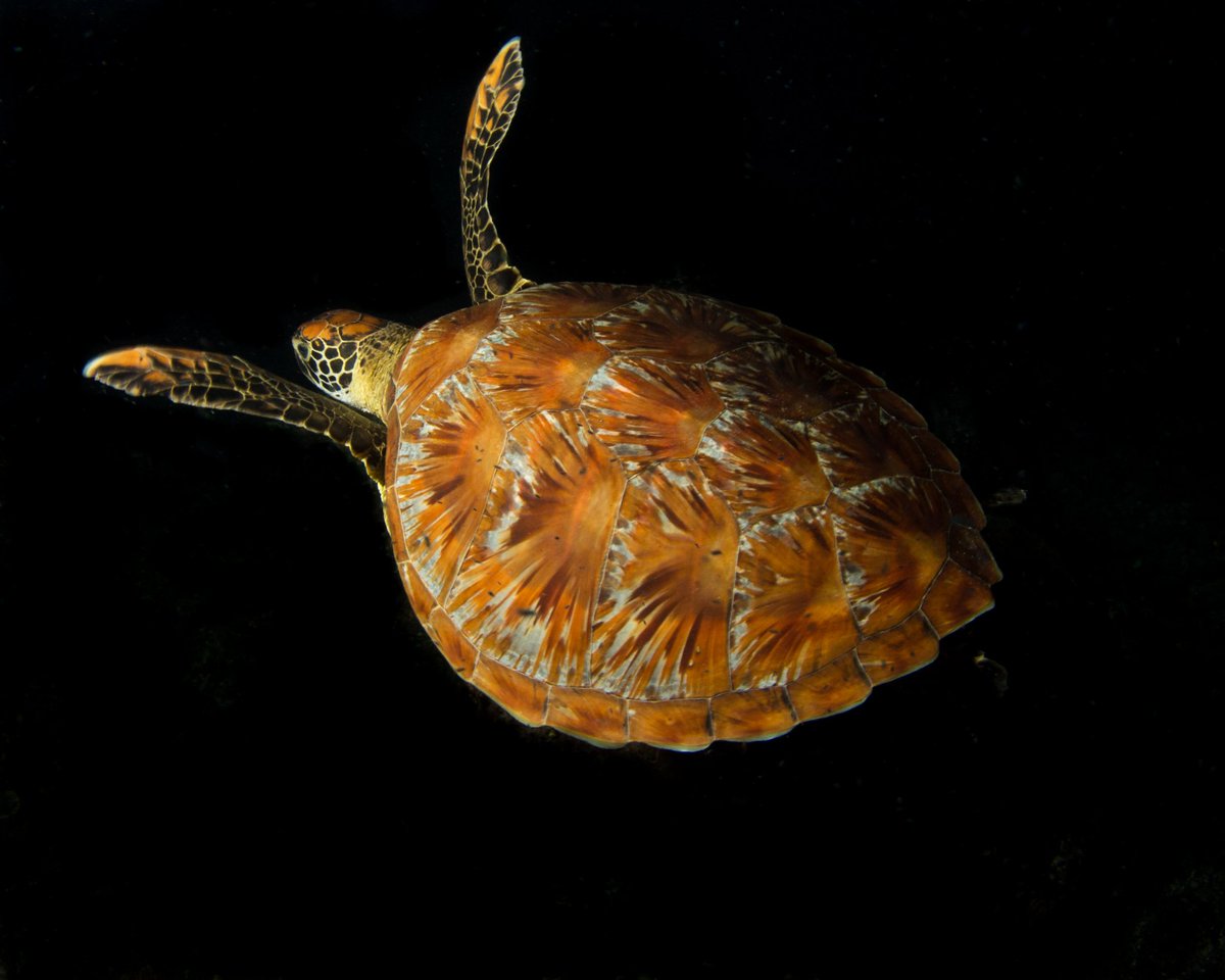 mschinsk's tweet photo. A sea turtle cruising by on a #nightdive with @paradisetaveuni 
#Fiji #scubadiving #Diving #ocean #PhotographyIsArt #teamcanon https://t.co/nIxFrRQW51