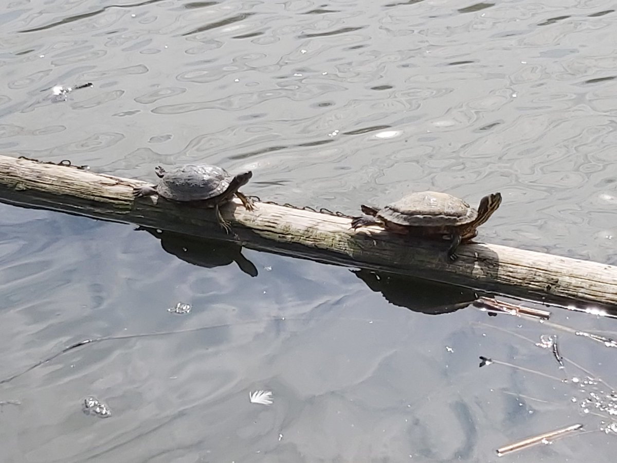 PCSO Steve has just caught these 2 sunbathing in Swanley Park. No formal action taken but words of advice provided. 

#StayInYourShell #StayAtHome #BeatCovidTogether