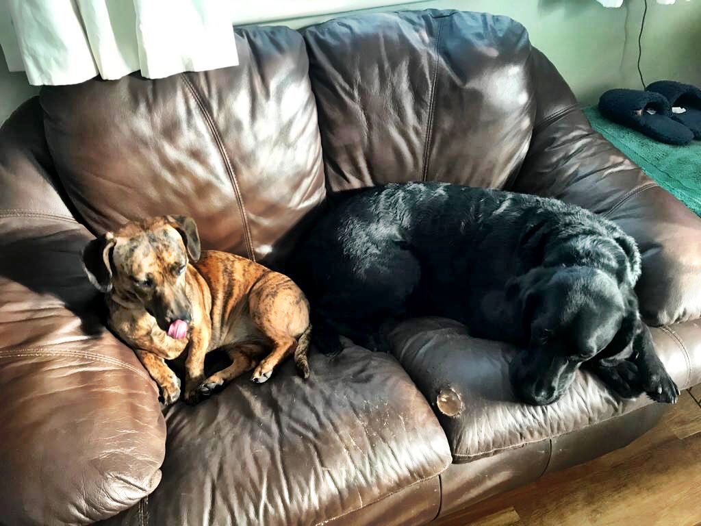 CompassBookNews's tweet photo. Turns out our boss is getting rather jealous #catsofpublishing are getting all the love today, so hereβs two of his canine buddies helping him work from home today - Artemis and Bentley. And arenβt they just gorgeous? #petsofpublishing #choosebookshops https://t.co/eKJObB6Jay