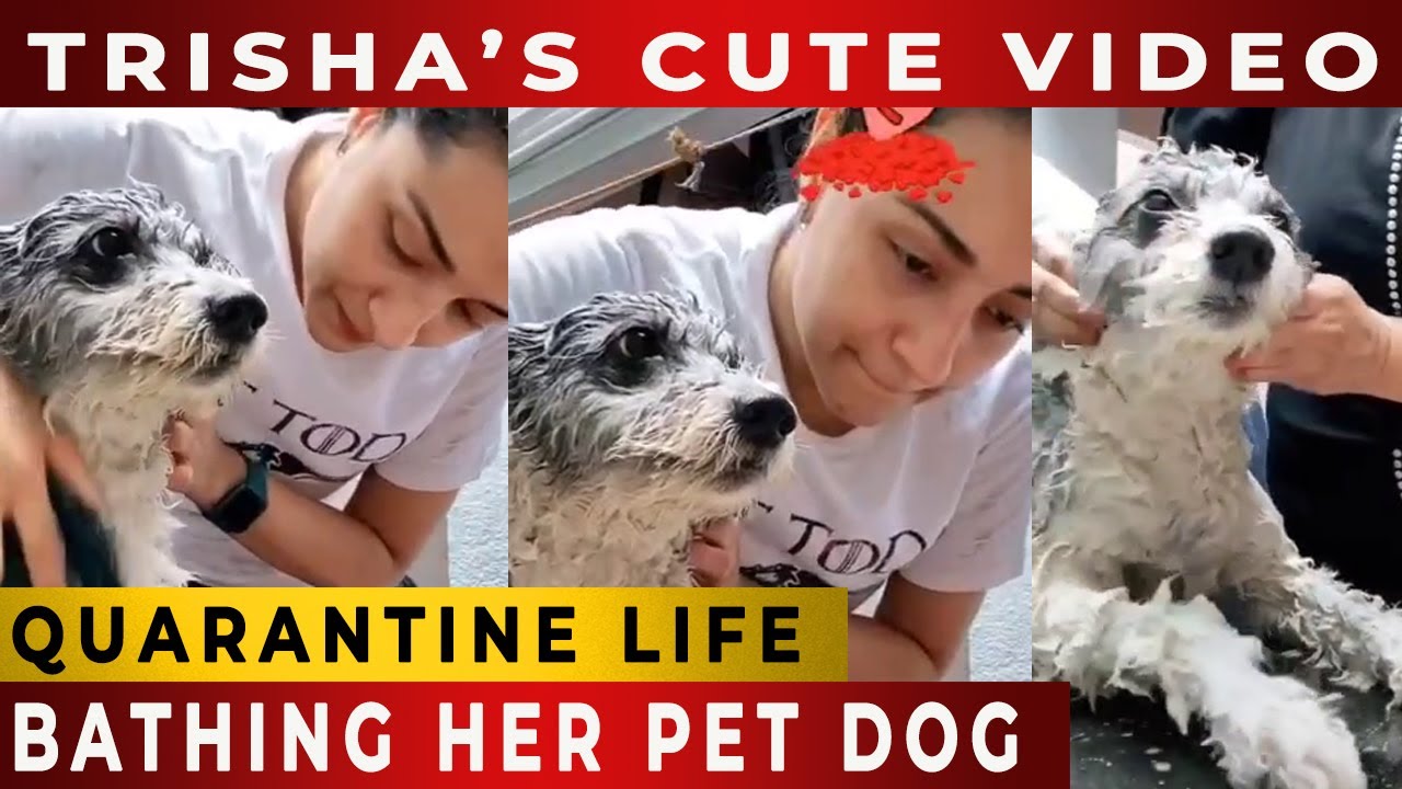 Galatta Media on X: SO CUTE - Actress Trisha Bathing Her Little Dog – Love  For Dogs 😍 Video link - t.col9dBril6YM @trishtrashers Trisha  DogLover GalattaTamil GalattaMedia t.cokOcG9tDvx9  X
