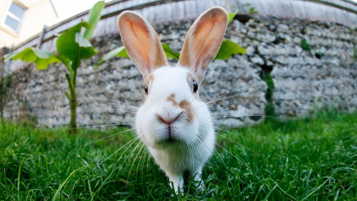wildafanimals's tweet photo. For all you spending #EasterAtHome, here's a series of tweets on the most important of part of the holiday...bunny rabbits https://t.co/nBfRif9Af2