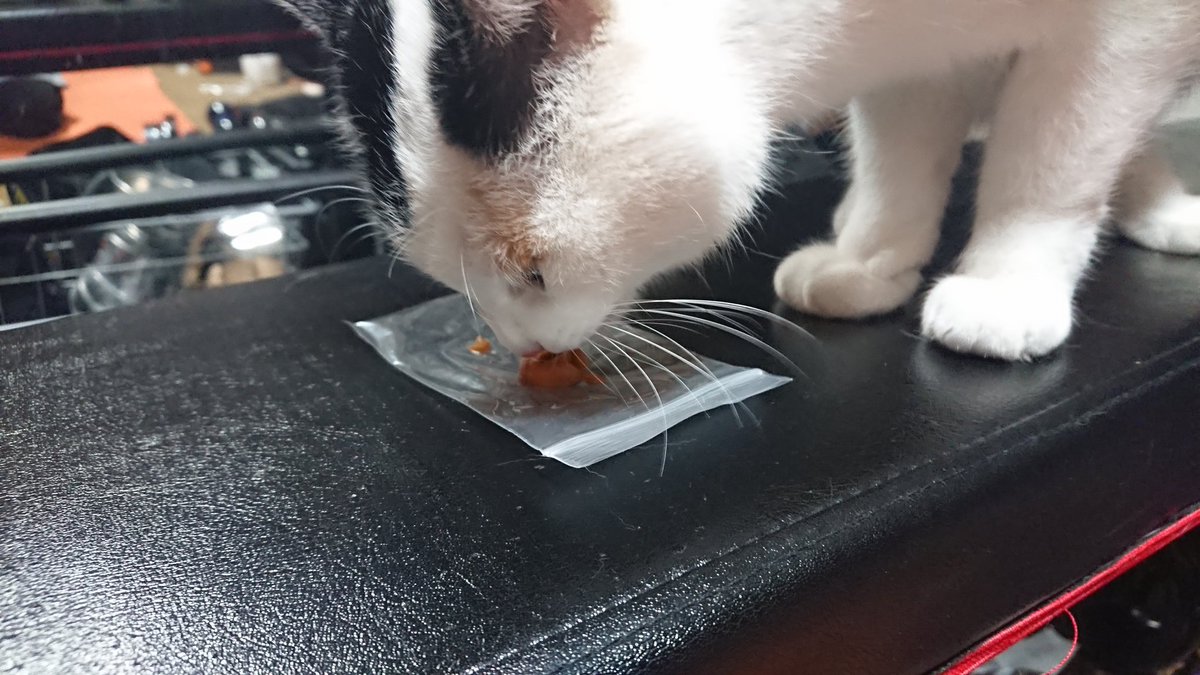 Mgmee 6 25単行本2巻発売 V Twitter えっ ちゅーる食べない猫なんていたんですね それにしても直でもなく皿でもなくビニール ならいいというお猫様の気持ちを読むのは難しいなあ Mgmee 6 25単行本2巻発売 V Twitter えっ ちゅーる食べない猫なんていたんですね それにしても直でもなく皿でもなくビニール ならいいというお猫様の気持ちを読むのは難しいなあ