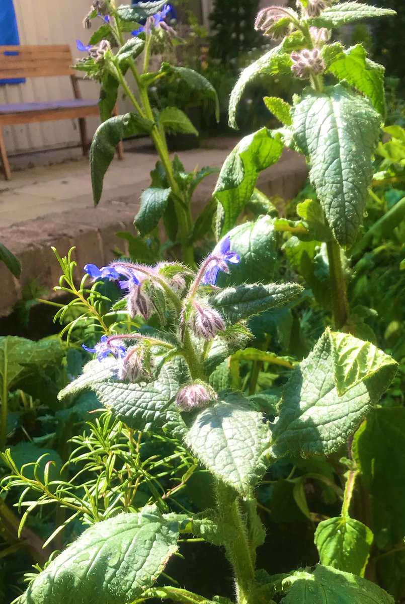 TantamKate's tweet photo. Our little #SecretGarden is growing well @yeovalley @tommasseyuk @GraceAlexFlwrs .... 

What perhaps is equally exciting is that #TeamICU staff are out enjoying their lunch in the sun, relaxing 

#Priceless #Resilience

Thank you so much 👊🏻 

@UHP_NHS #ICURehab https://t.co/YC4zx1QSgD