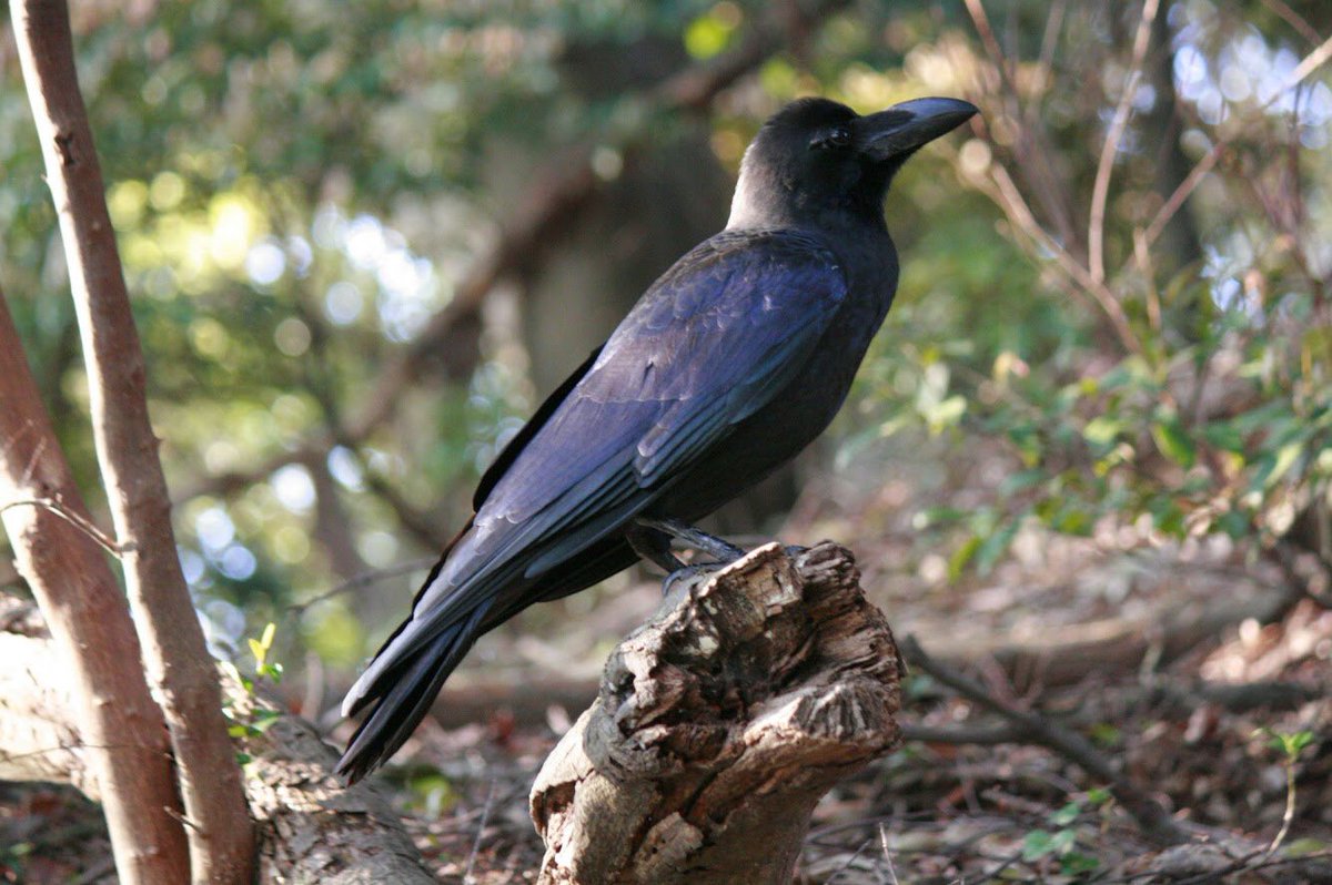 カラカラカラス No Twitter 山中で見かけたカラスさん 何か考える様にじっとしています 遠くから聞こえる鳴き声に キョロキョロした後 首を傾げる様な仕草を 繰り返していました 緑の中 キラッと光る嘴や 瑠璃色に見える翼が綺麗です 見上げた時の表情が