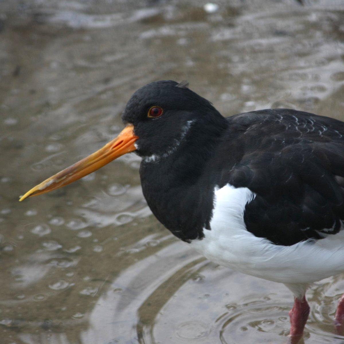 6/15 Next up on our migration compilation is a bird that many would call their seaside favourite - its the noisy oystercatcher!  While some oystercatchers stick around in the Solent for the summer, others will be migrating North to Scotland, Iceland or Norway  #migrationmonth