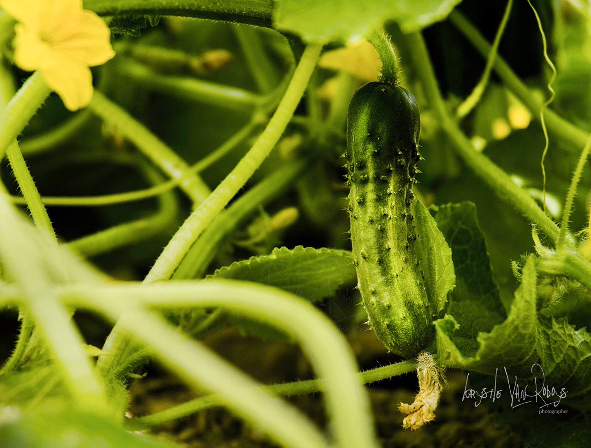 Picklestation's tweet photo. HANG IN THERE as hard as it is to believe we will grow from this. We are staying positive &amp; keeping our social distance as safety comes first. The office is temporarily closed, but some of our retailers are open/offering curb side pick-up. 🥒#WeAreAllInThisTogether #COVIDー19 https://t.co/I1LRXIwe2s